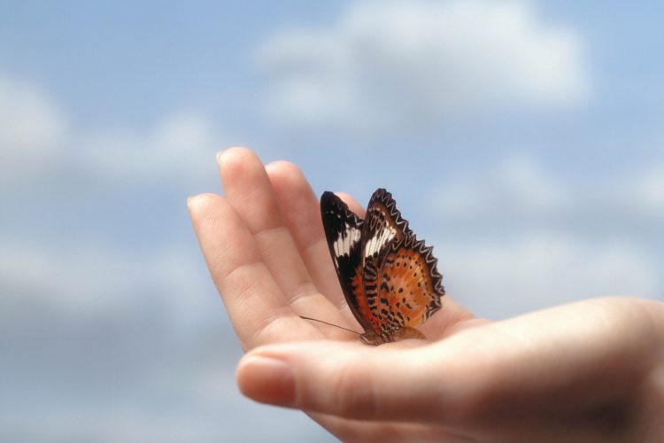 Butterfly sitting in the palm of a hand
